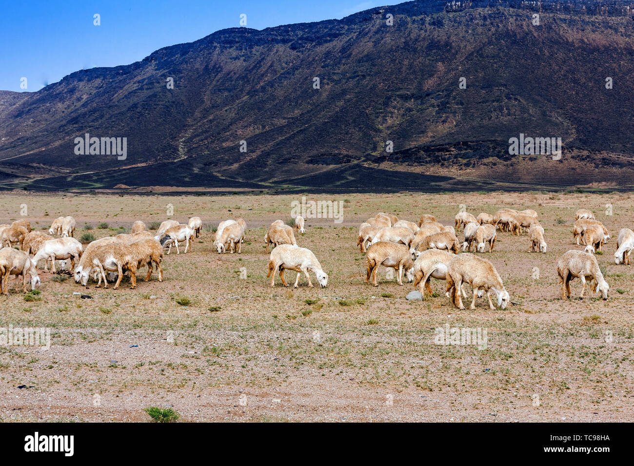 Sheep saudi hi-res stock photography and images - Alamy
