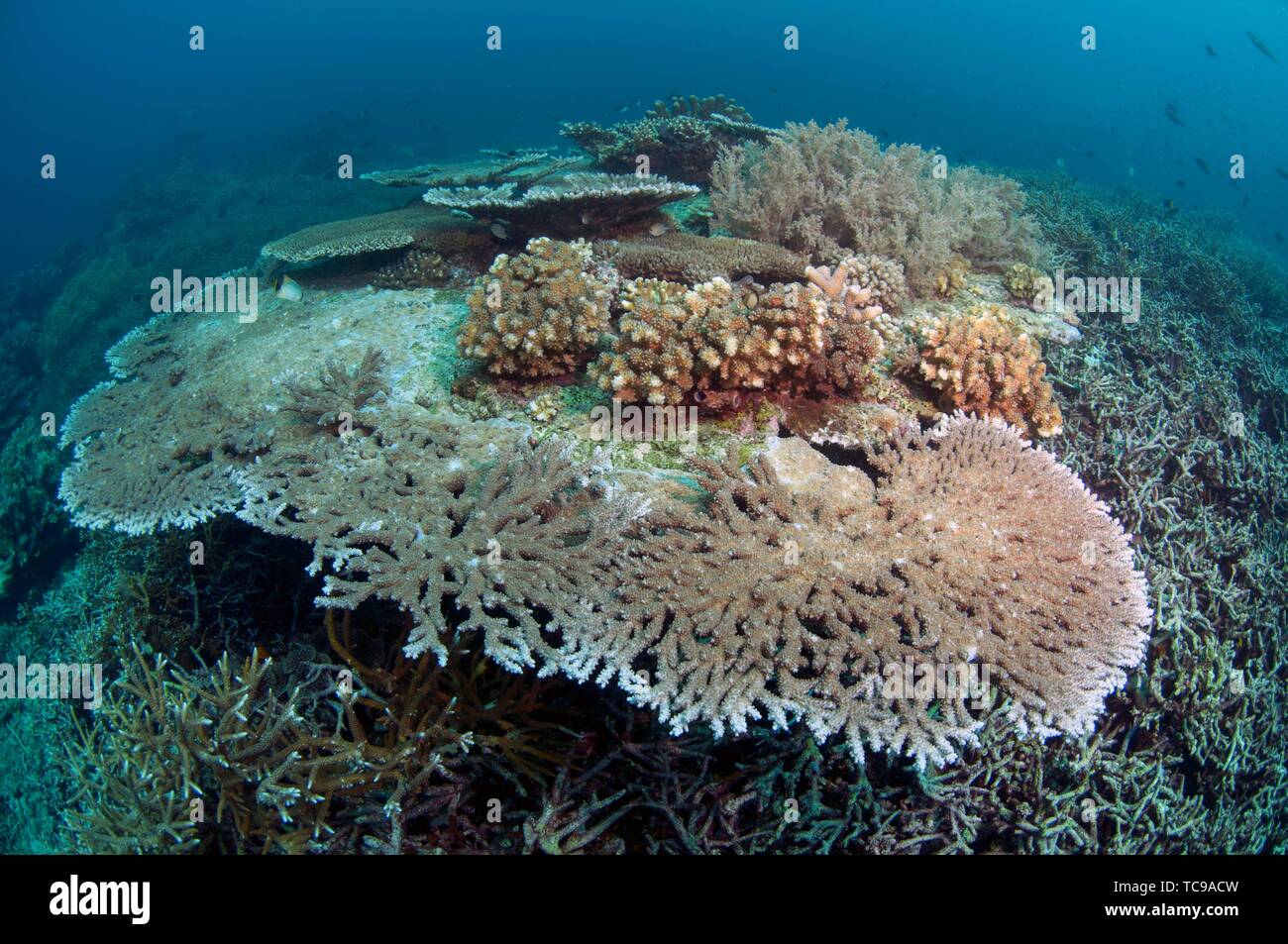 Acropora Indonesia High Resolution Stock Photography and Images - Alamy