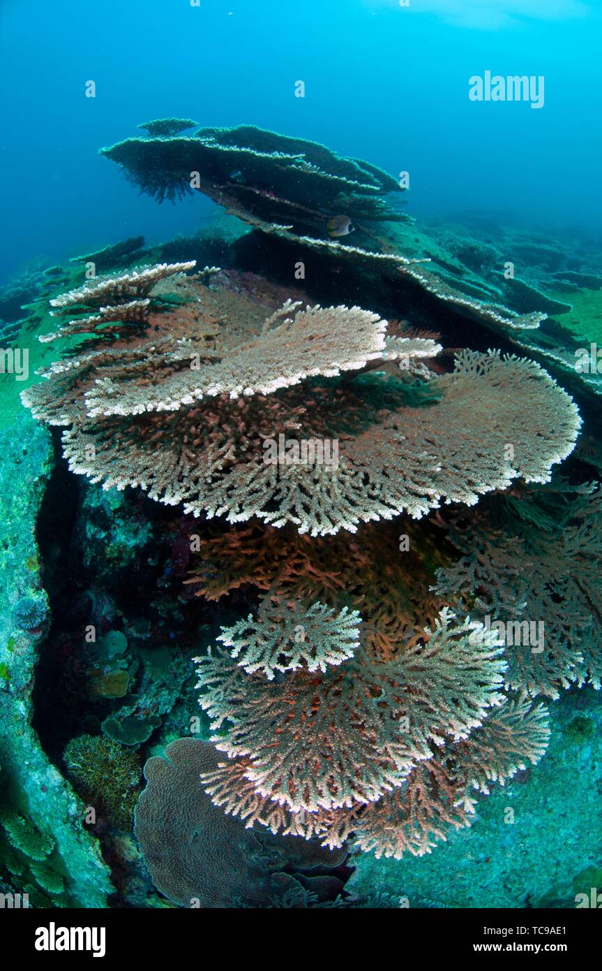 Acropora Indonesia High Resolution Stock Photography and Images - Alamy