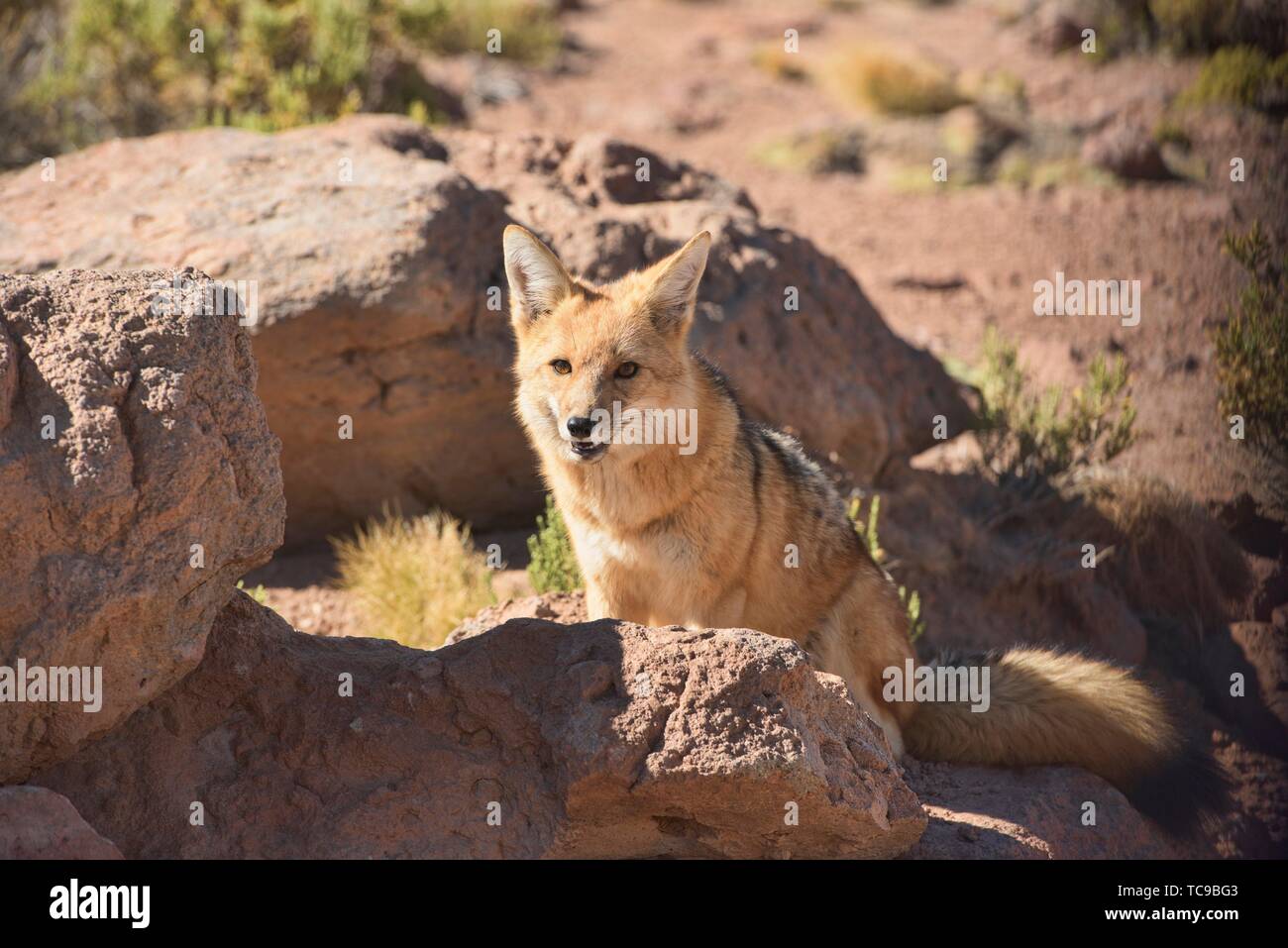 Culpeo (Lycalopex culpaeus), Andean fox in the desert, San Pedro de Atacama, Chile. Stock Photo