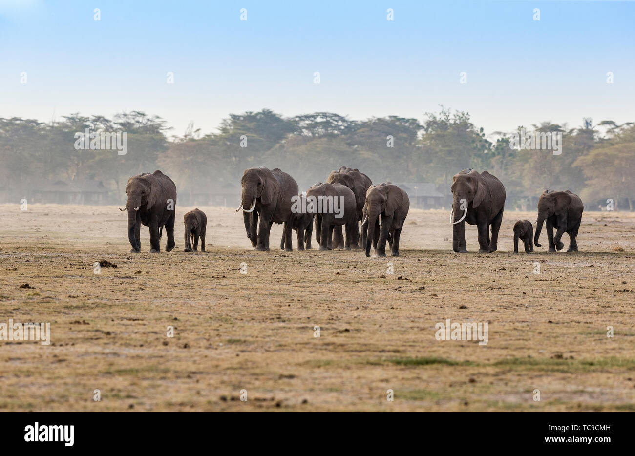 Savannas animals hi-res stock photography and images - Alamy