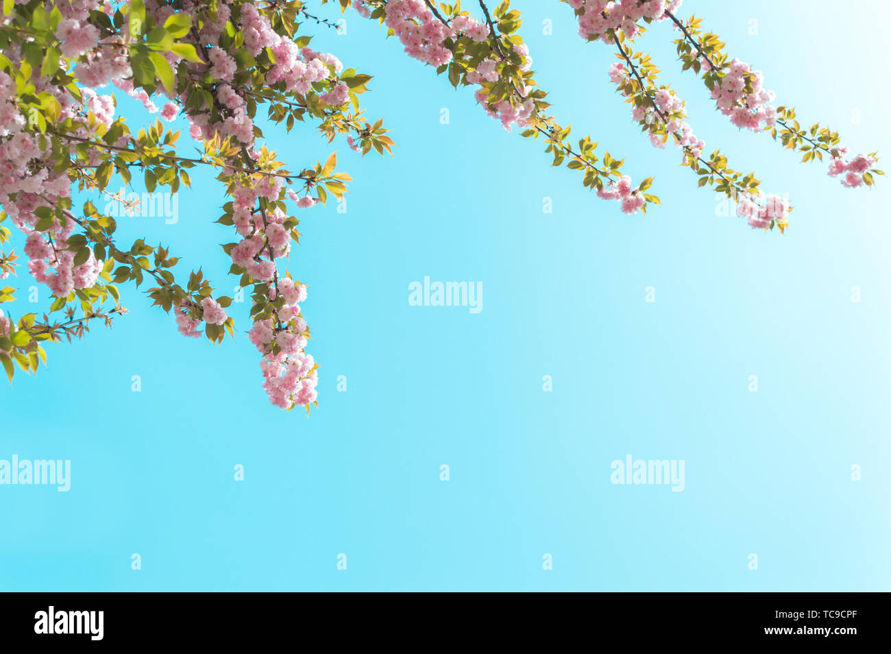 Cherry blossom on blue sky background Stock Photo - Alamy
