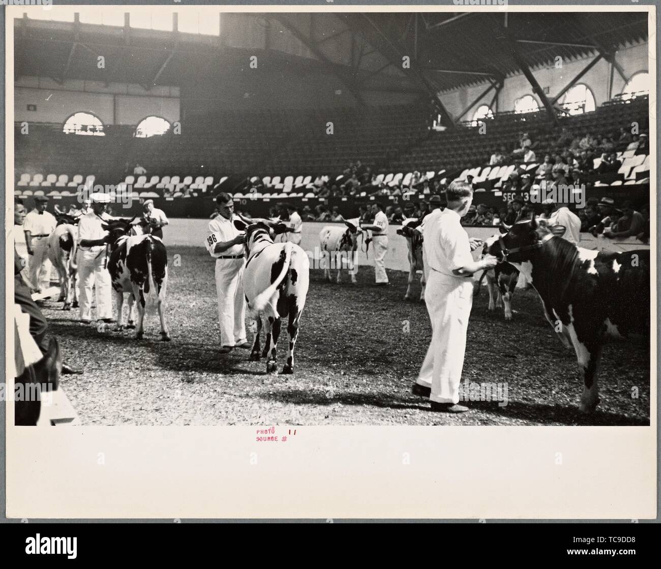 Cattle judging contest at the Eastern State Fair, Springfield
