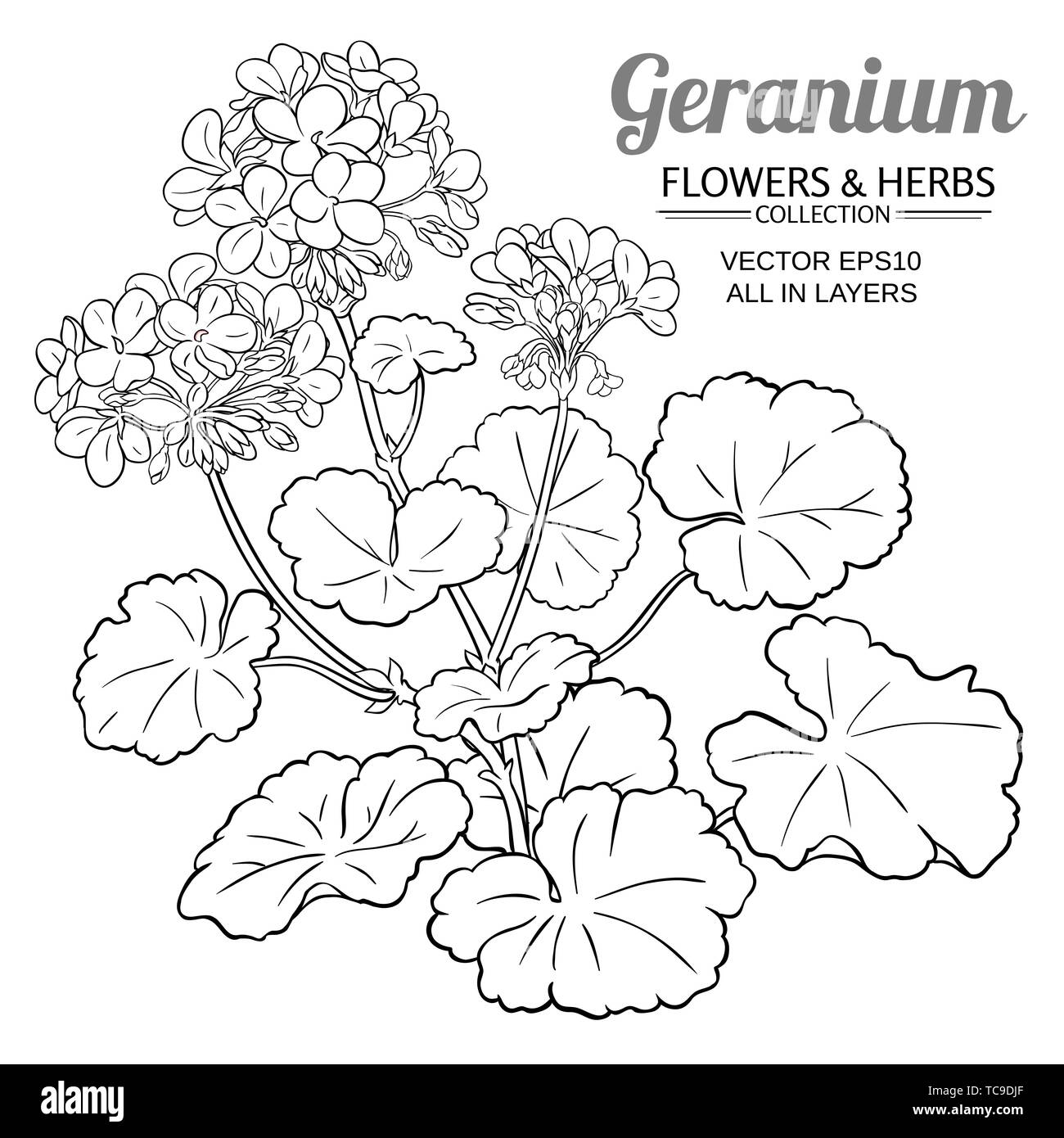 geranium plant illustration on white background Stock Vector