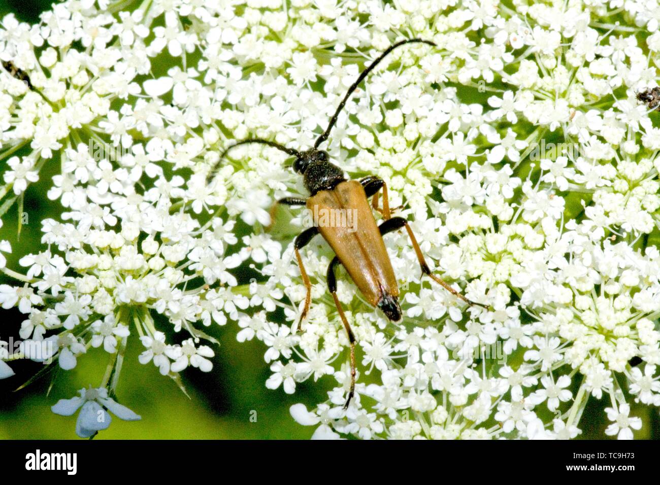 Longhorn Beetle, Anastrangalia dubia. Longhorn beetle with long narrow body with chestnut elytra that are sharply tapered. Size: 8-16mm. Found on Stock Photo