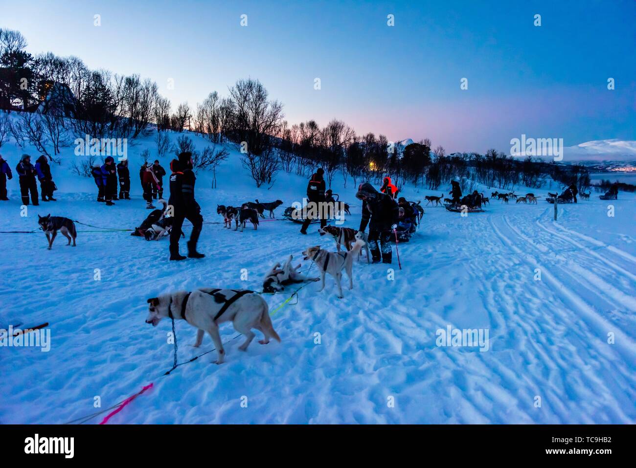 Tromso Wilderness Centre High Resolution Stock Photography And Images Alamy