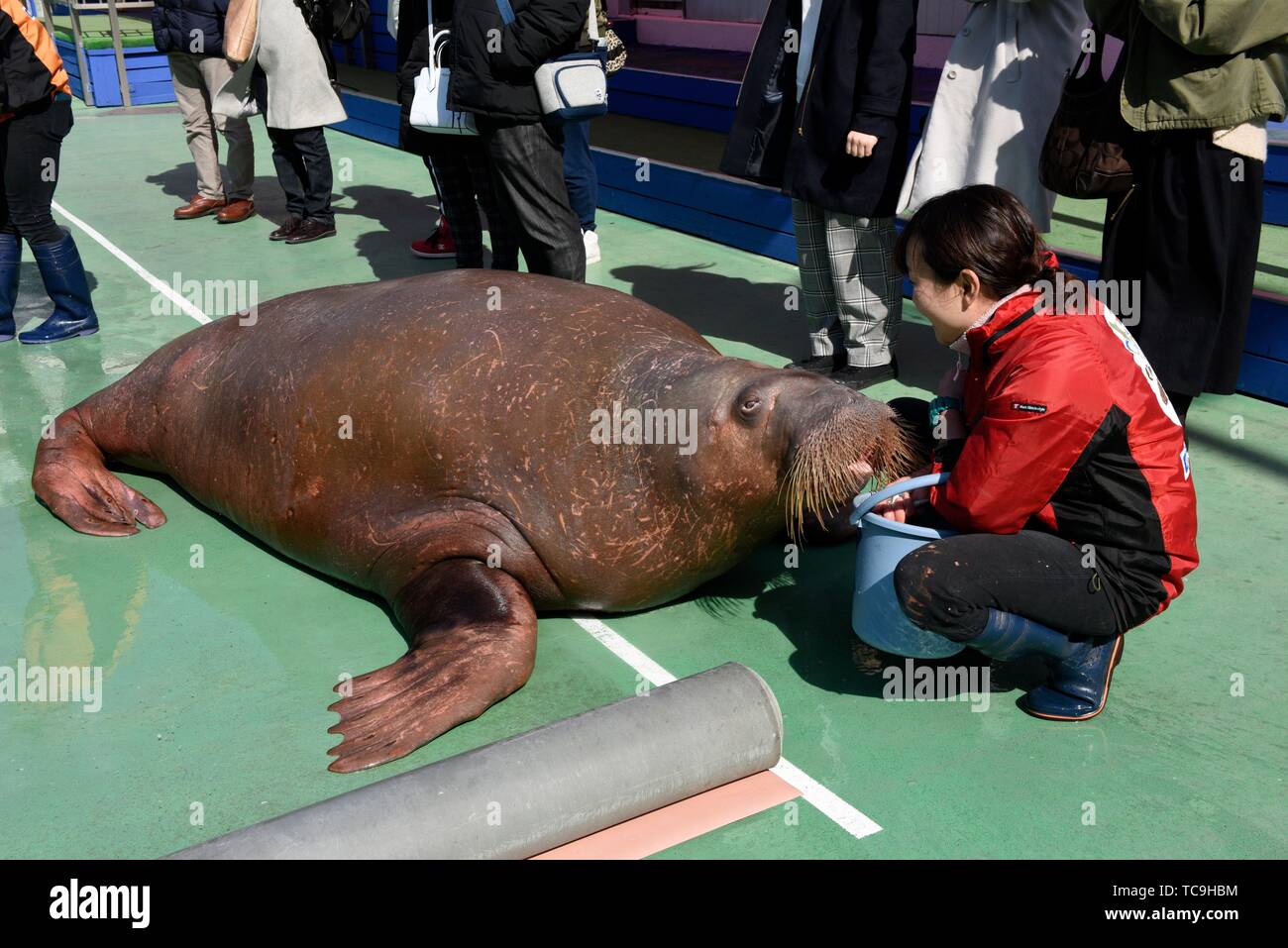 Walrus show in Toba aquarium, Japan, Asia. Stock Photo