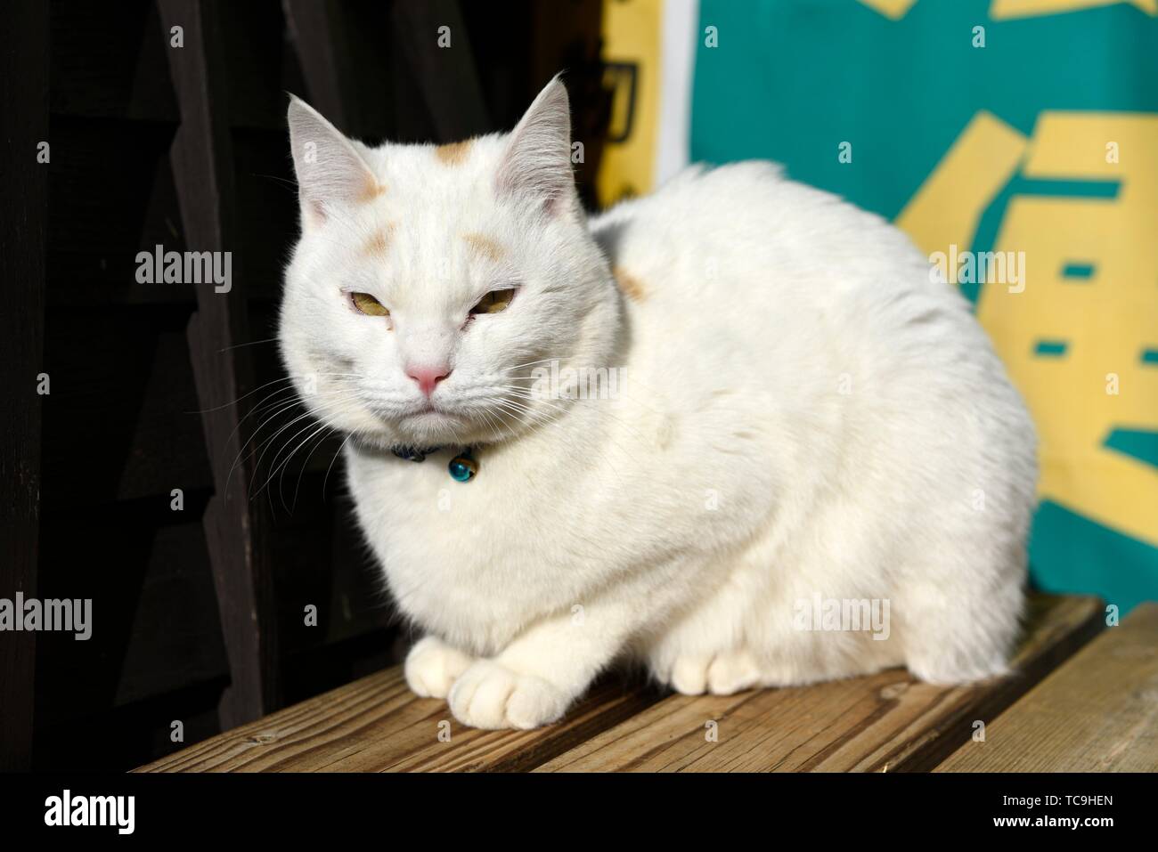close up of a white Asian cat with yellow eyes Stock Photo Alamy