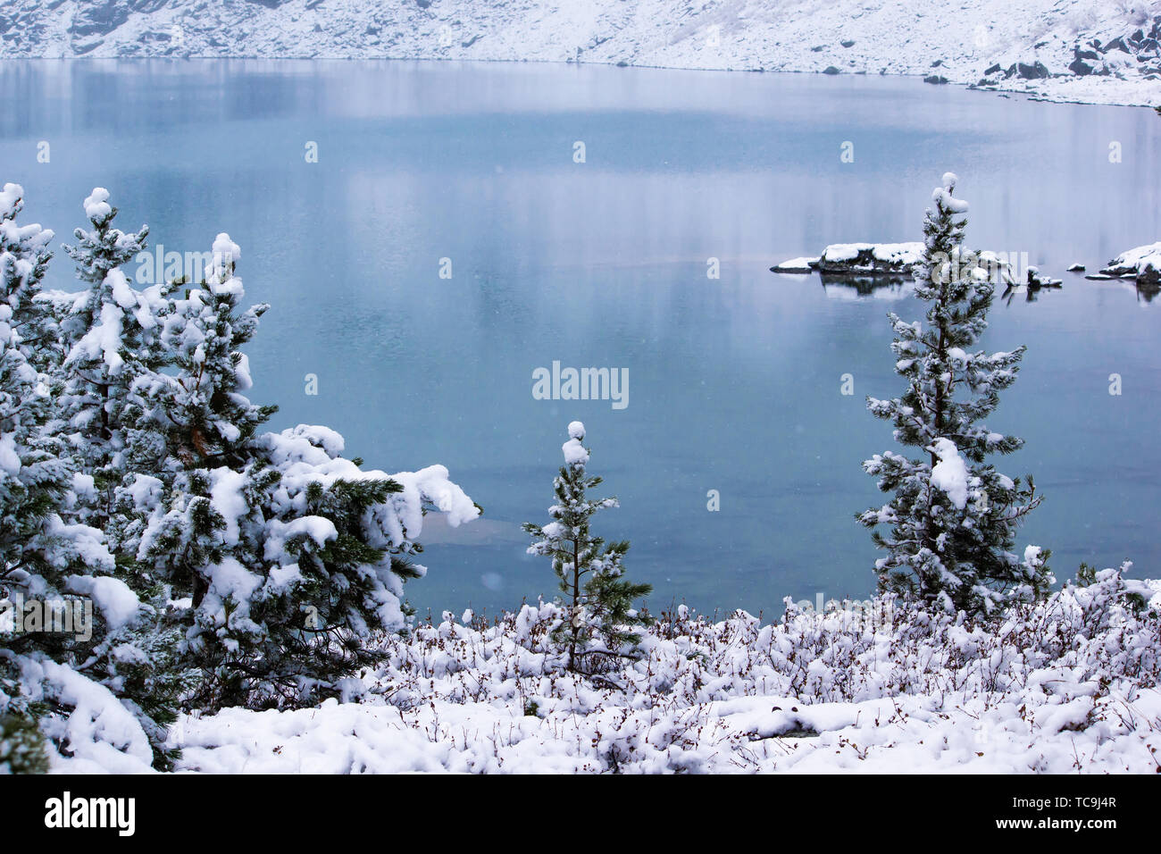 Winter forest on shore of mountain lake. Snow on pines, snowfall Stock Photo