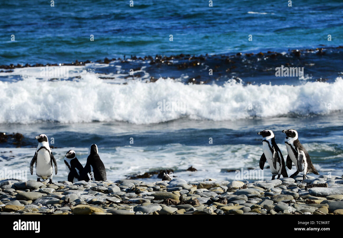 Robben Island penguin colony near Cape Town, South Africa. Stock Photo