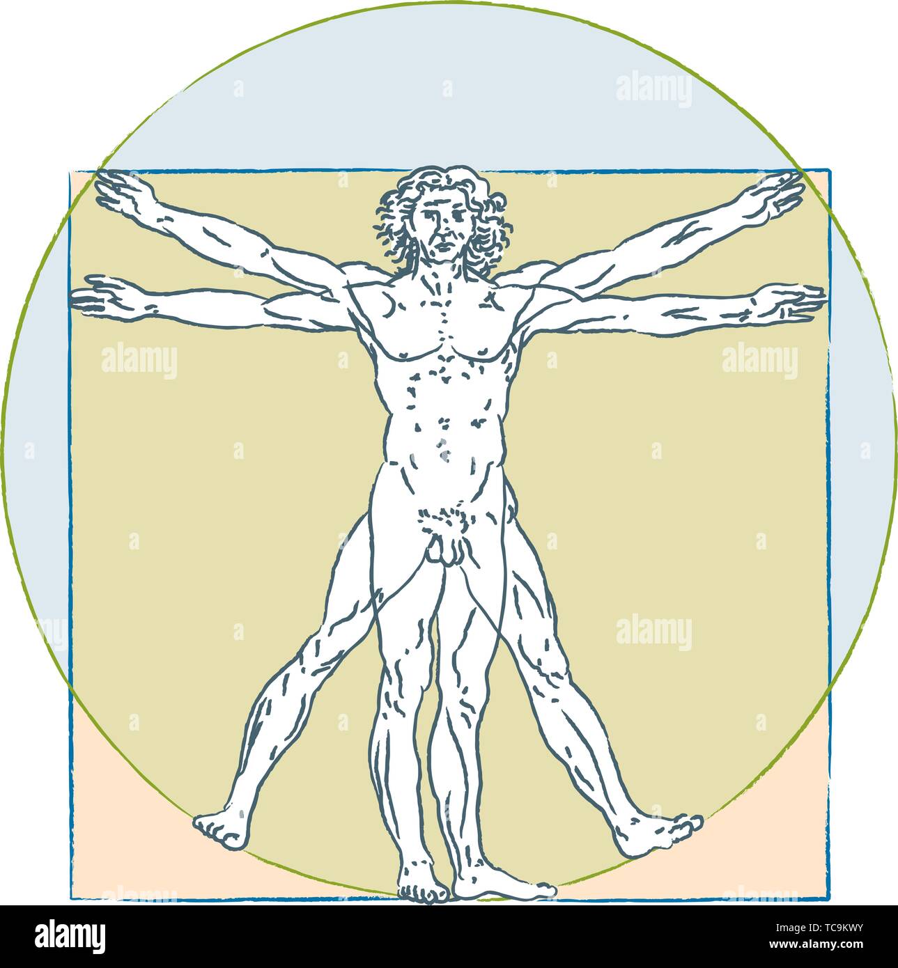 Vector illustration. Leonardo Da Vinci vitruvian man. Human body proportions standard. Stock Vector