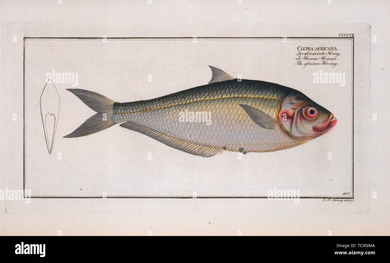 Clupea africana, The africain Herring. Bloch, Marcus Elieser, 1723-1799 (Author) Laveaux, J.-Charles (Jean-Charles), 1749-1827 (Translator). Stock Photo
