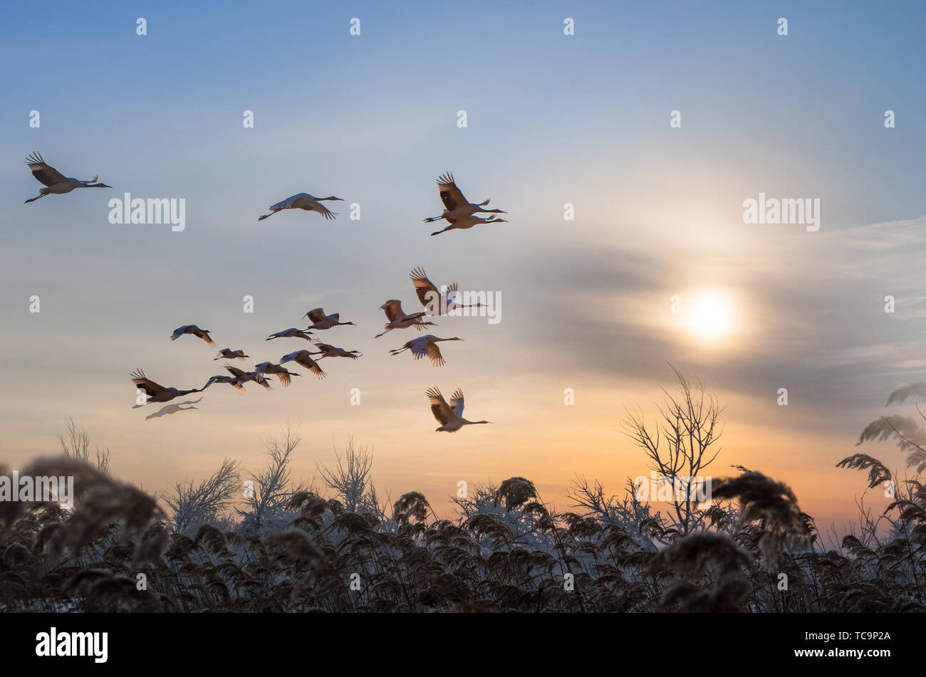 Red crowned crane flying sunset hi-res stock photography and images - Alamy