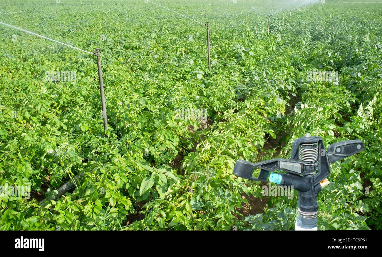 Sprinklers irrigation system line at work. Water pivot sprinkler stopped at the forefront. Guadiana Meadows, Extremadura, Spain. Stock Photo