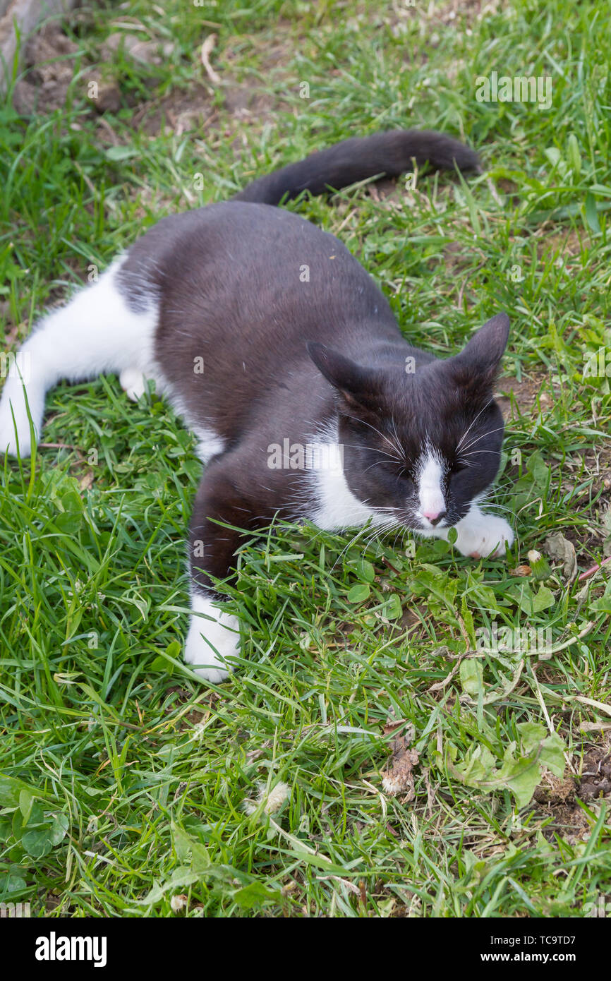 Home a young black and white cat walks in the country yard Stock Photo ...
