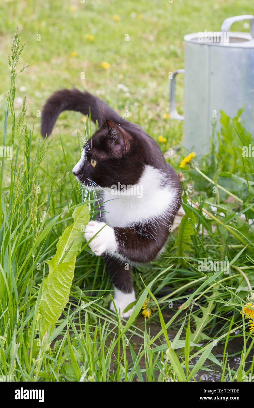 Home a young black and white cat walks in the country yard Stock Photo ...