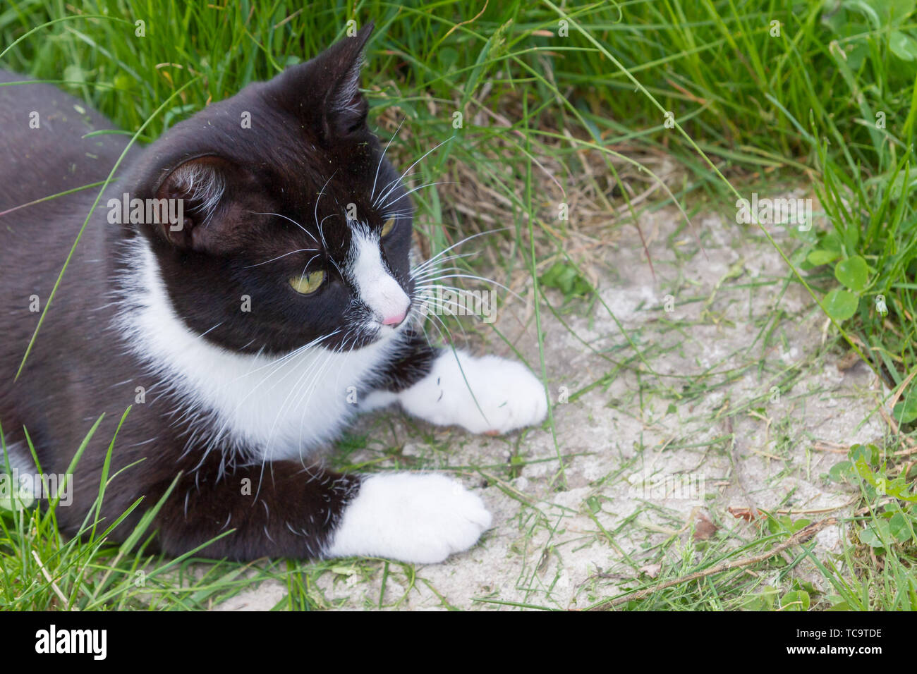 Home a young black and white cat walks in the country yard Stock Photo ...