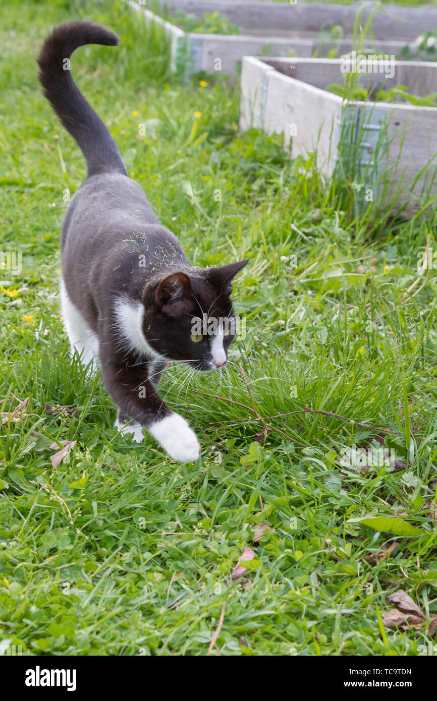 Home a young black and white cat walks in the country yard Stock Photo ...