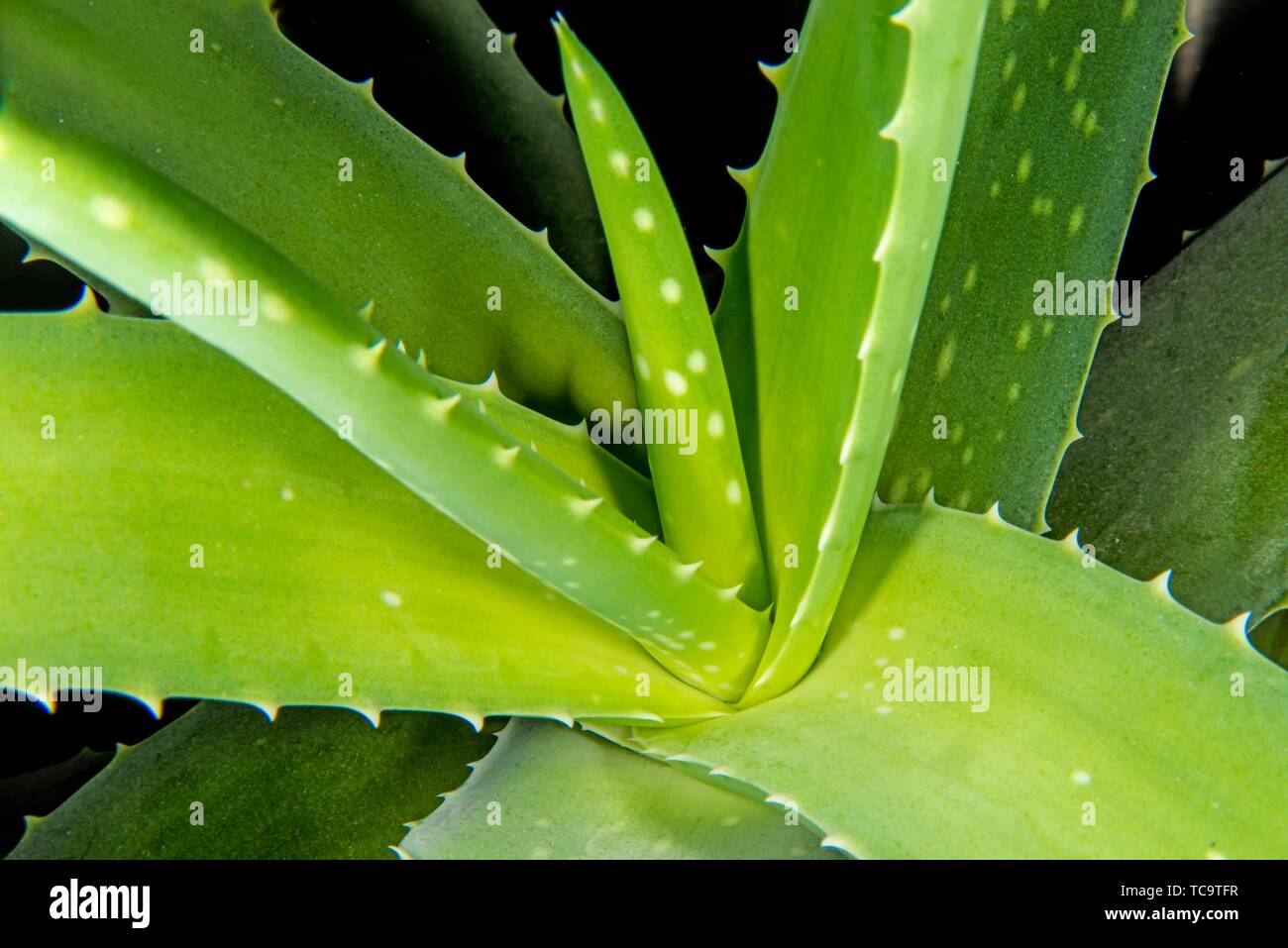 Aloe vera, medicinal plant Stock Photo Alamy