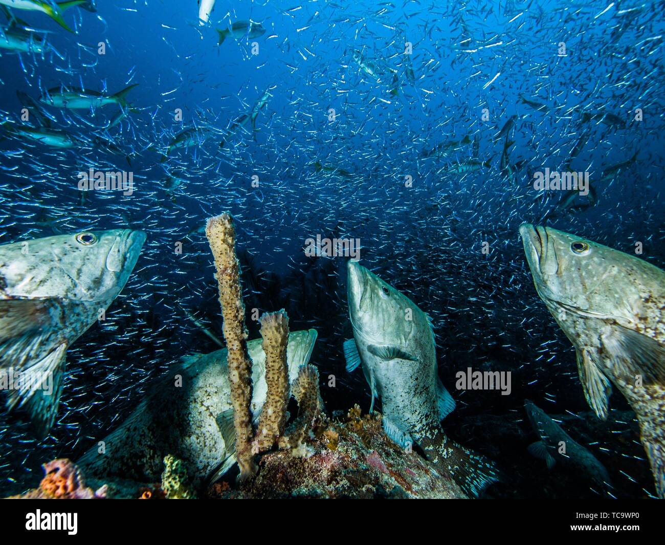 Feeding Aggregation Stage - grup animals-Mycteroperca acutirostris- los ...