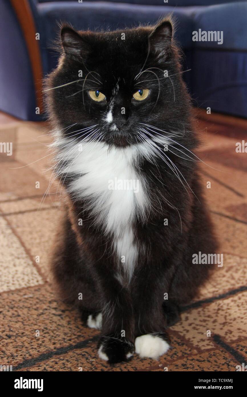 Black cat sitting on carpet. Black cat with white tie sitting on carpet