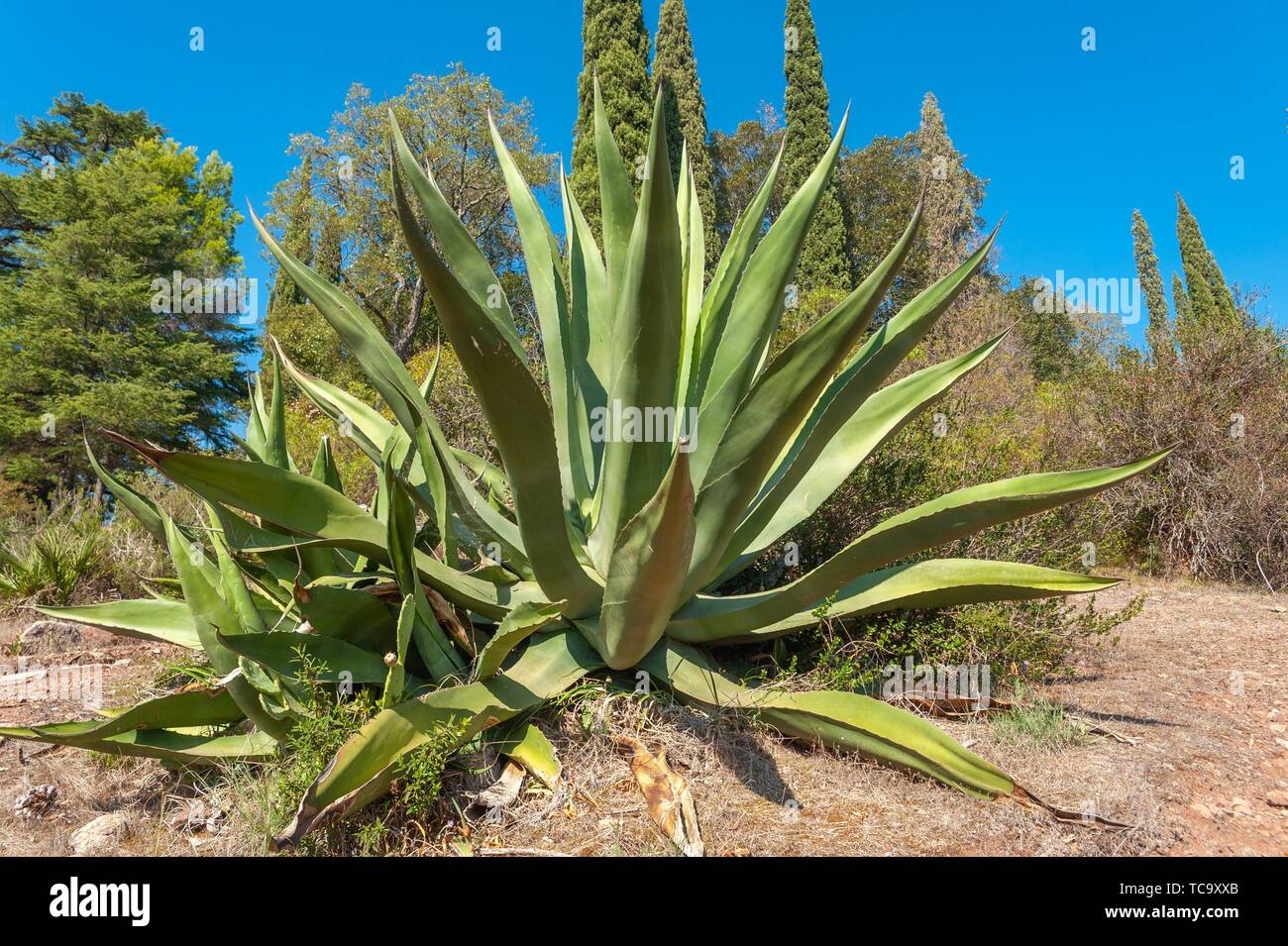 Var Living Stock Photos Var Living Stock Images Alamy