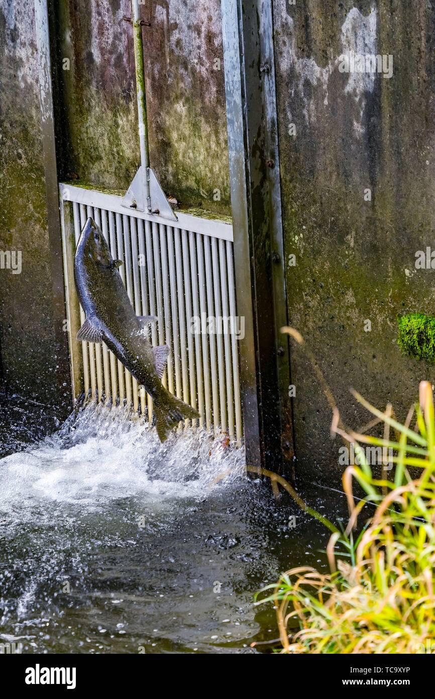 Chinook Salmon Jumping Issaquah Hatchery Washington. Salmon swim up the
