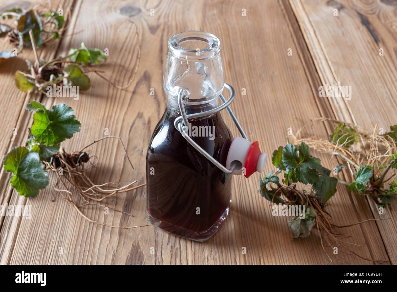 Bottle of red wine in which roots of young Geum urbanum plants have