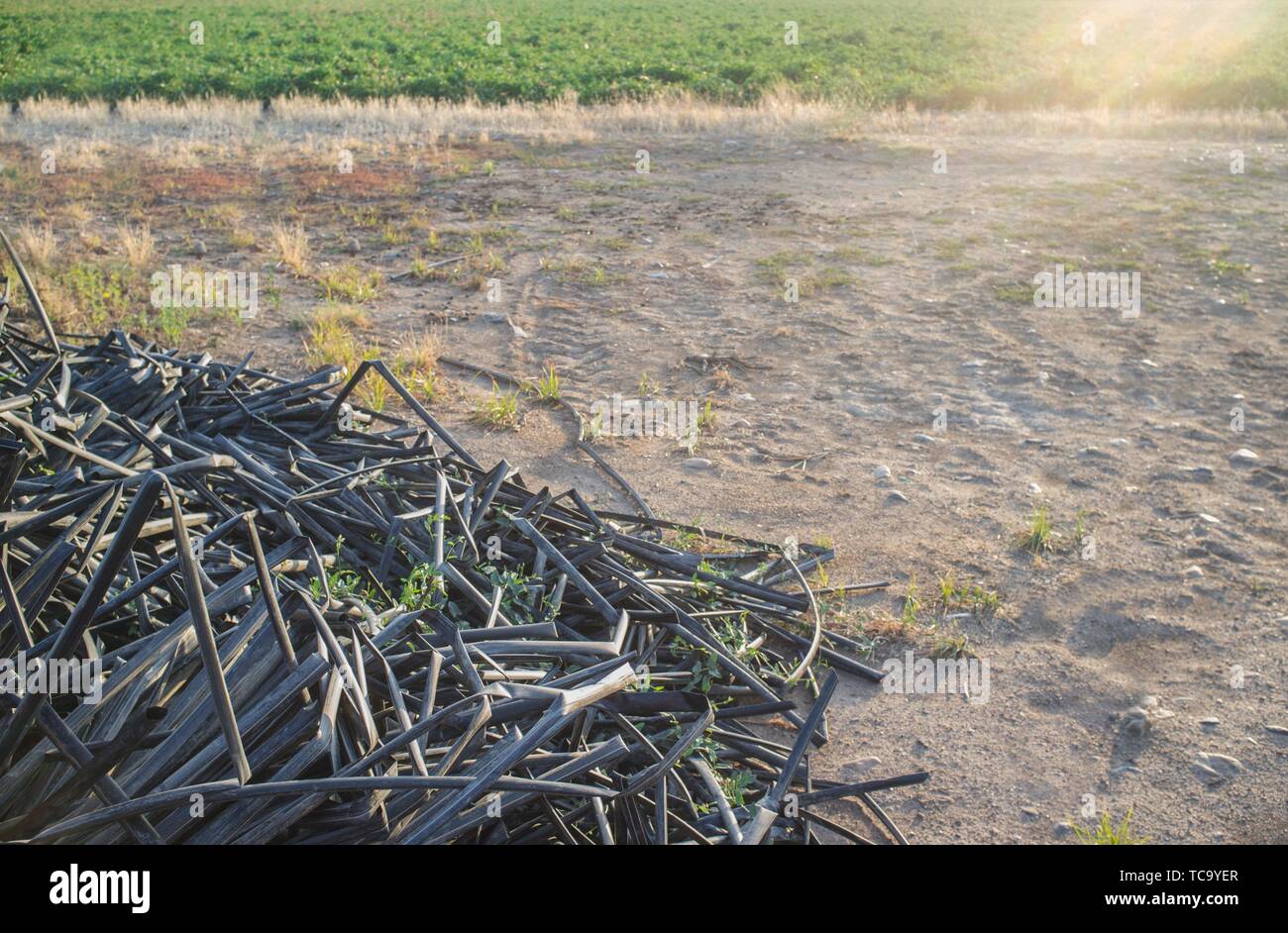 Pile of abandoned drip irrigation tapes close to cultivation field. Agricultural wastes concept. Stock Photo
