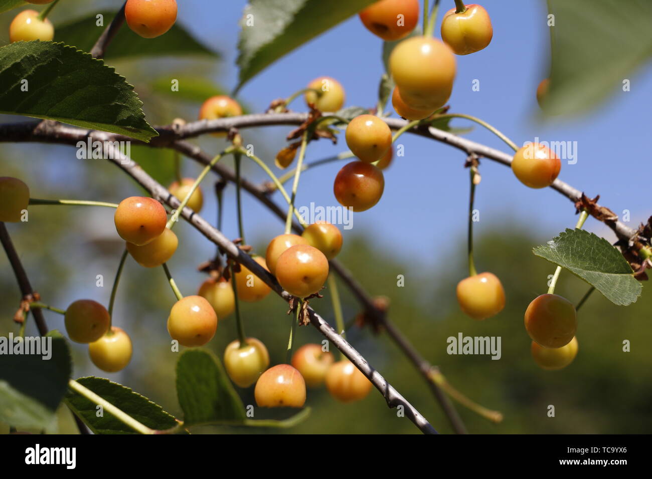 Cherry begins to ripen on a tree branch. Fruit cherry tree. Yellow cherry on a blue sky. Stock Photo