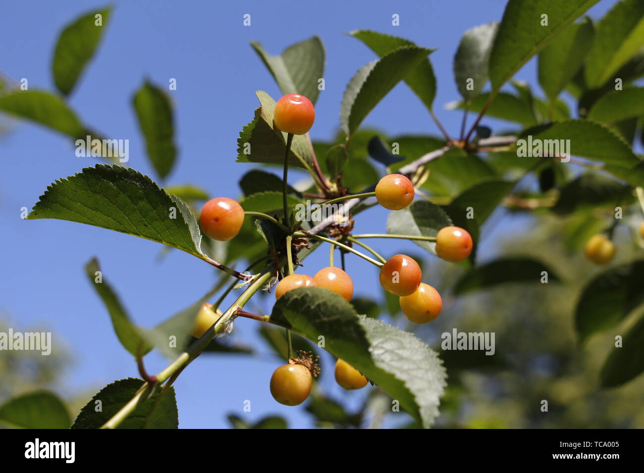 Cherry begins to ripen on a tree branch. Fruit cherry tree. Yellow cherry on a blue sky. Stock Photo