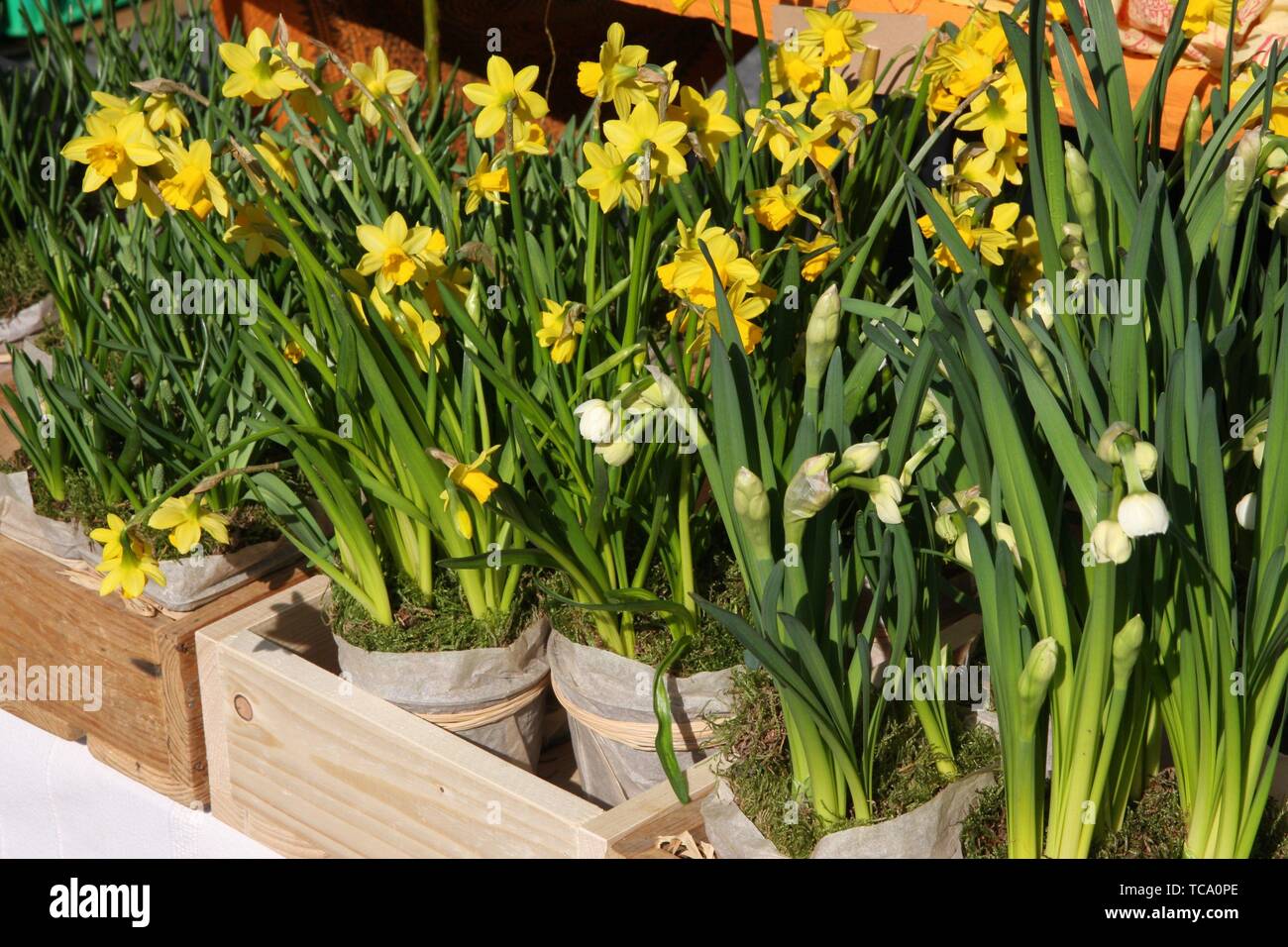 Potted daffodils on display at the farmers market in March Stock Photo
