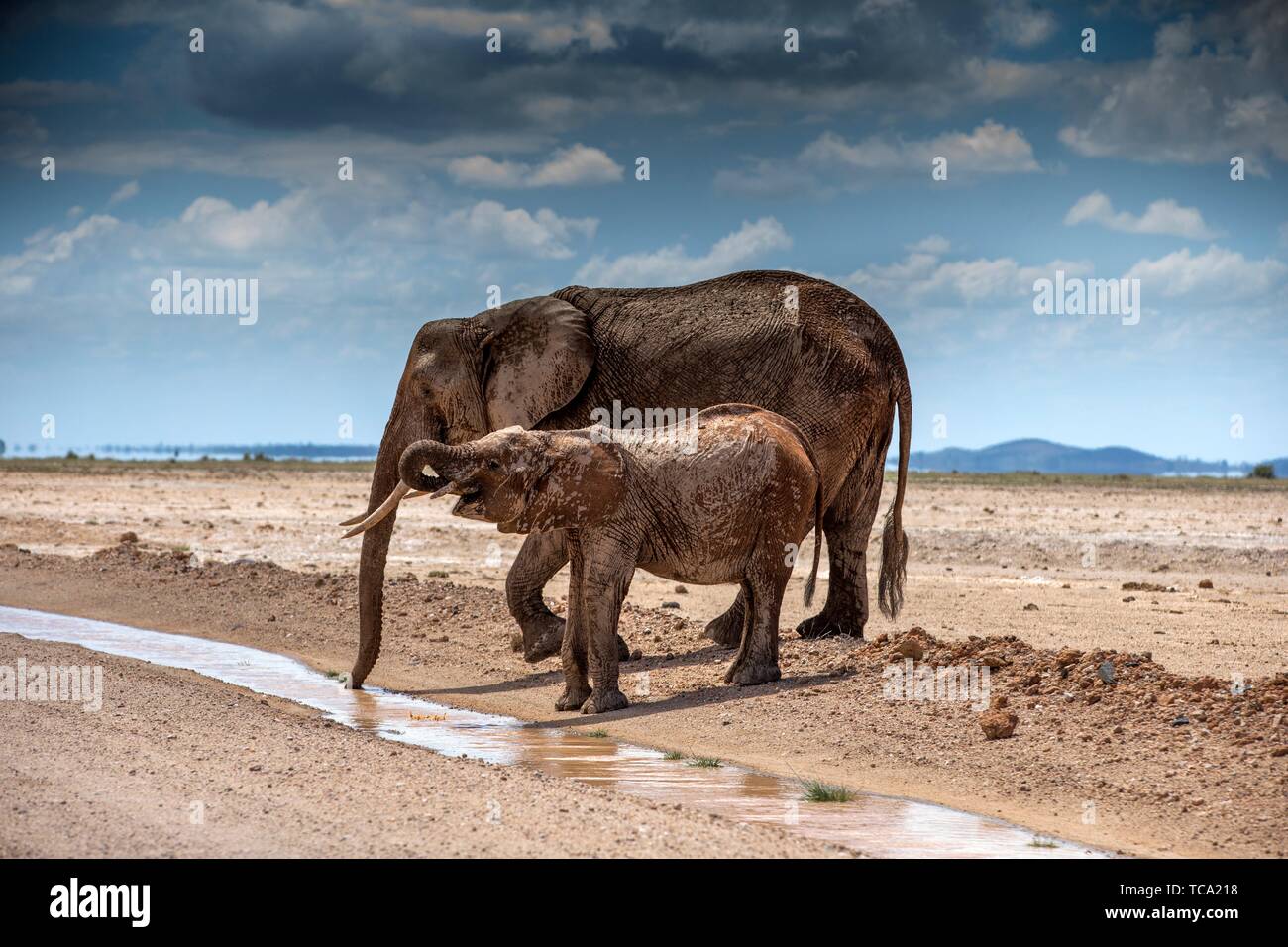 African Elephant mother and baby drinking water in Amboselli National Park. Stock Photo