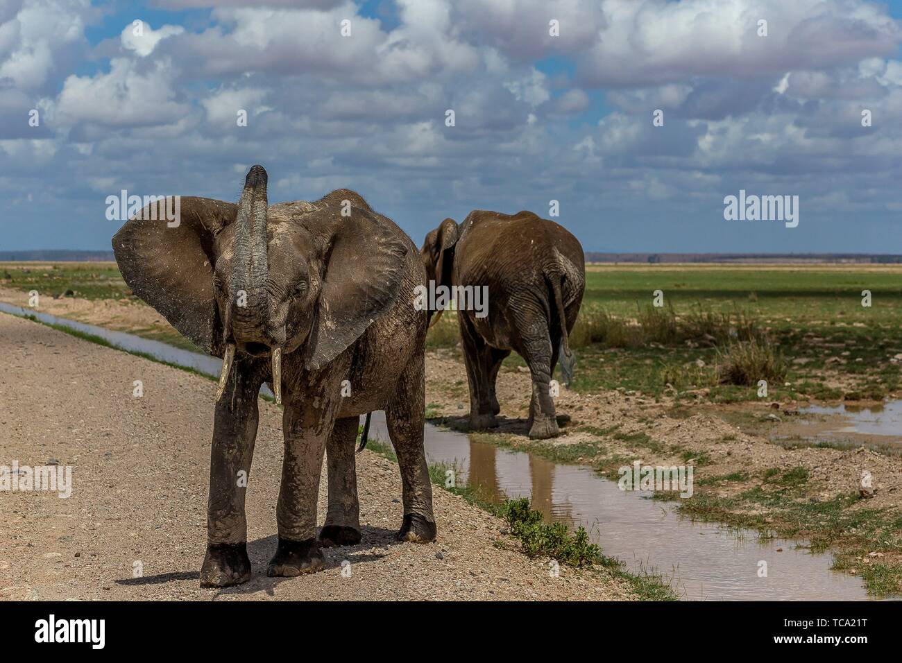 African Elephant drinking in the marsh in Amboselli National Park. Stock Photo