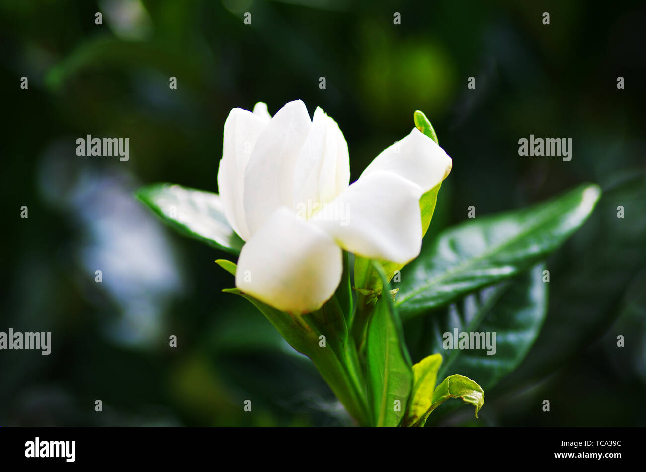 Gardenia buds hires stock photography and images Alamy