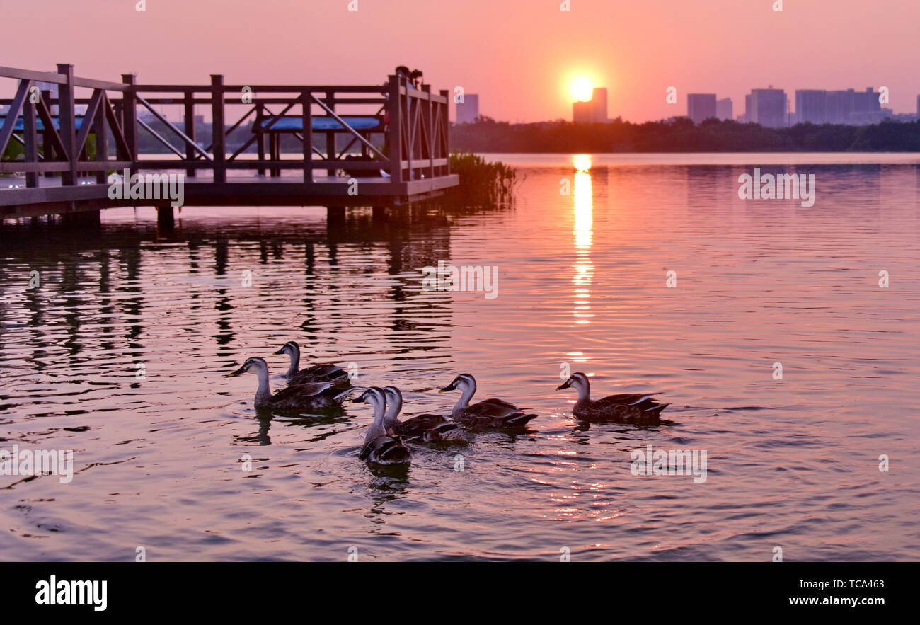 Haizu Guangzhou haizhu wetland park hi-res stock photography and images - Alamy