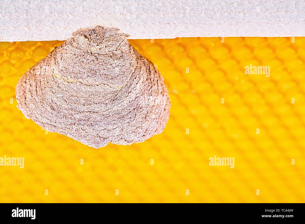 Caterpillar in bee nest hi-res stock photography and images - Alamy