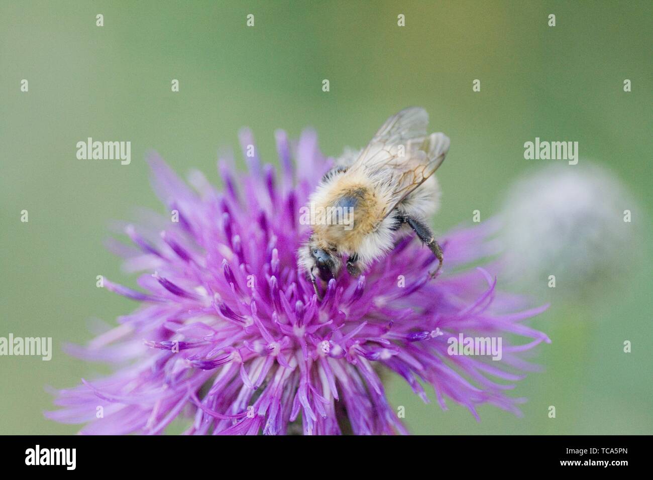 Common Carder Bee, Bombus pascuurum. Medium sized bee with orange markings. Queen: 15-18mm; female workers: 9-15mm; males :12-14mm. Found in grassy Stock Photo