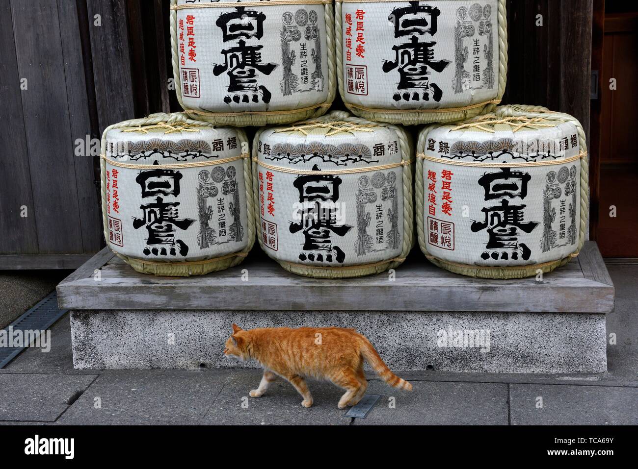 A cat walking in front of Sake Barrels, Ise, Japan, Asia. Stock Photo
