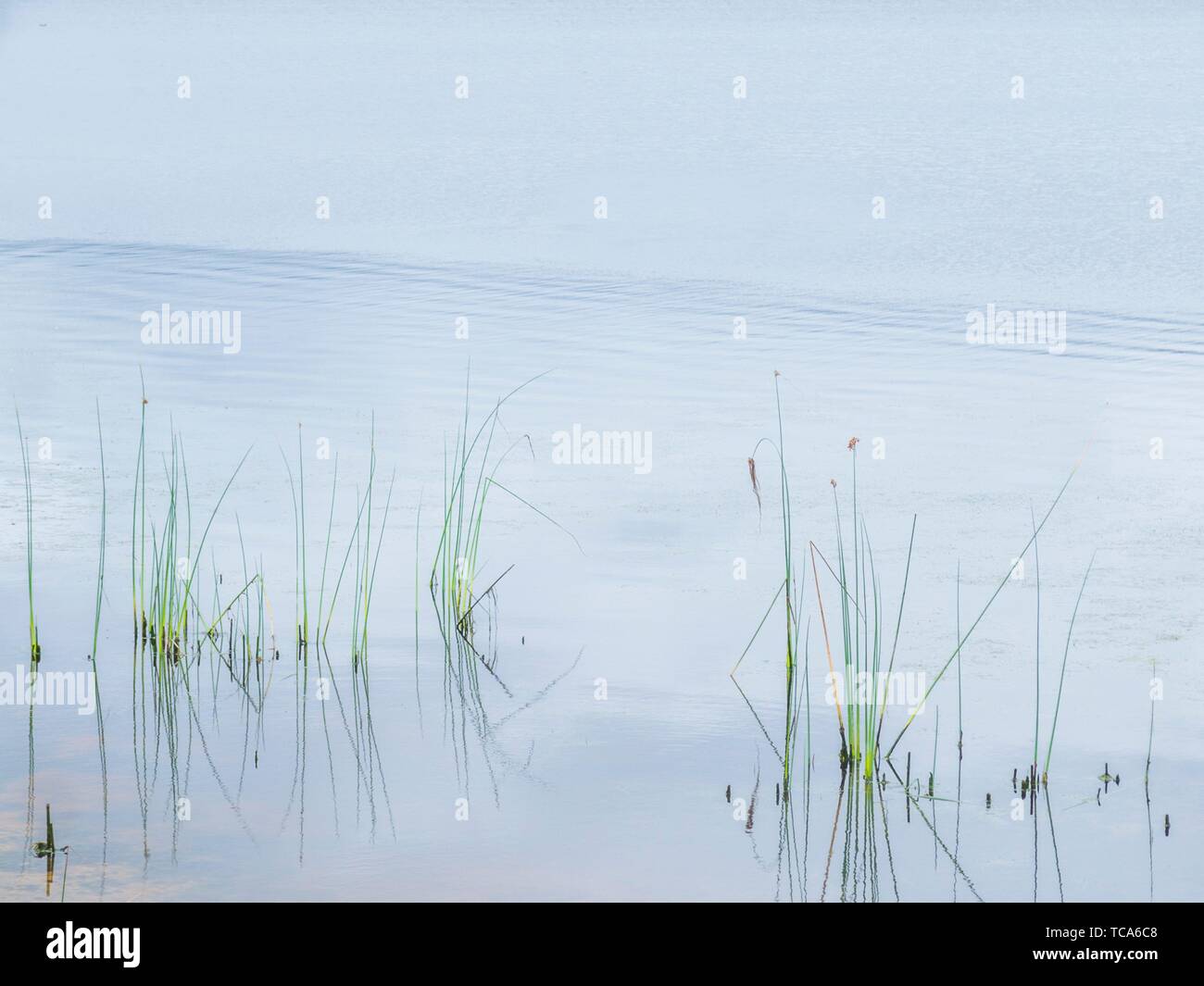 Sparse cluster of reeds in the quiet, reflecting waters of a farm dam