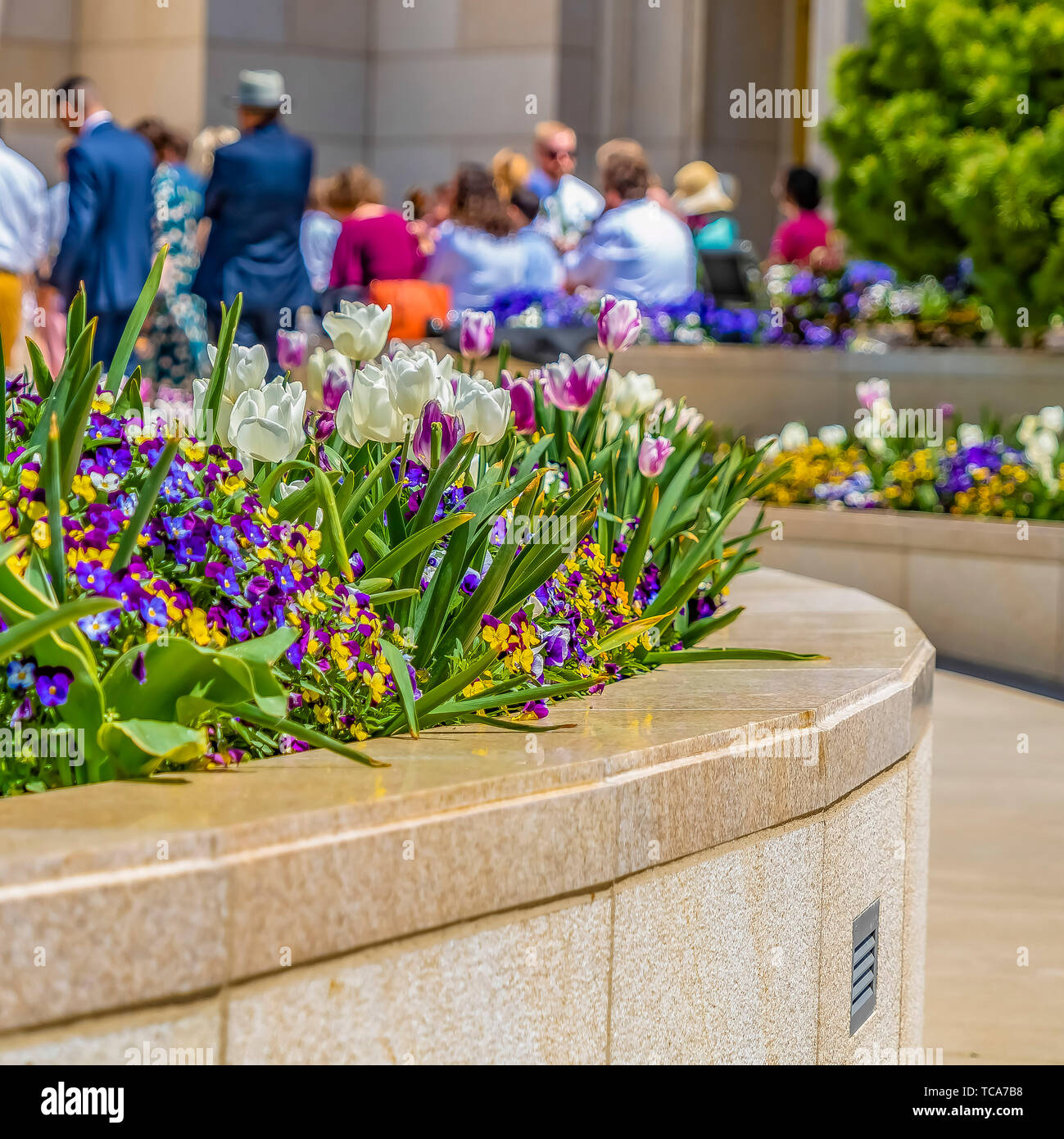 Square Ravishing tulips and small flowers at a garden on a sunny day Stock Photo