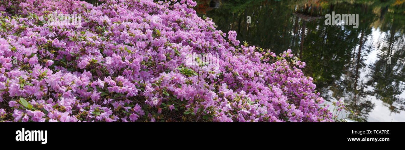 Kamchatka rhododendron. R. Camtschtikum. Purple flower background Stock Photo