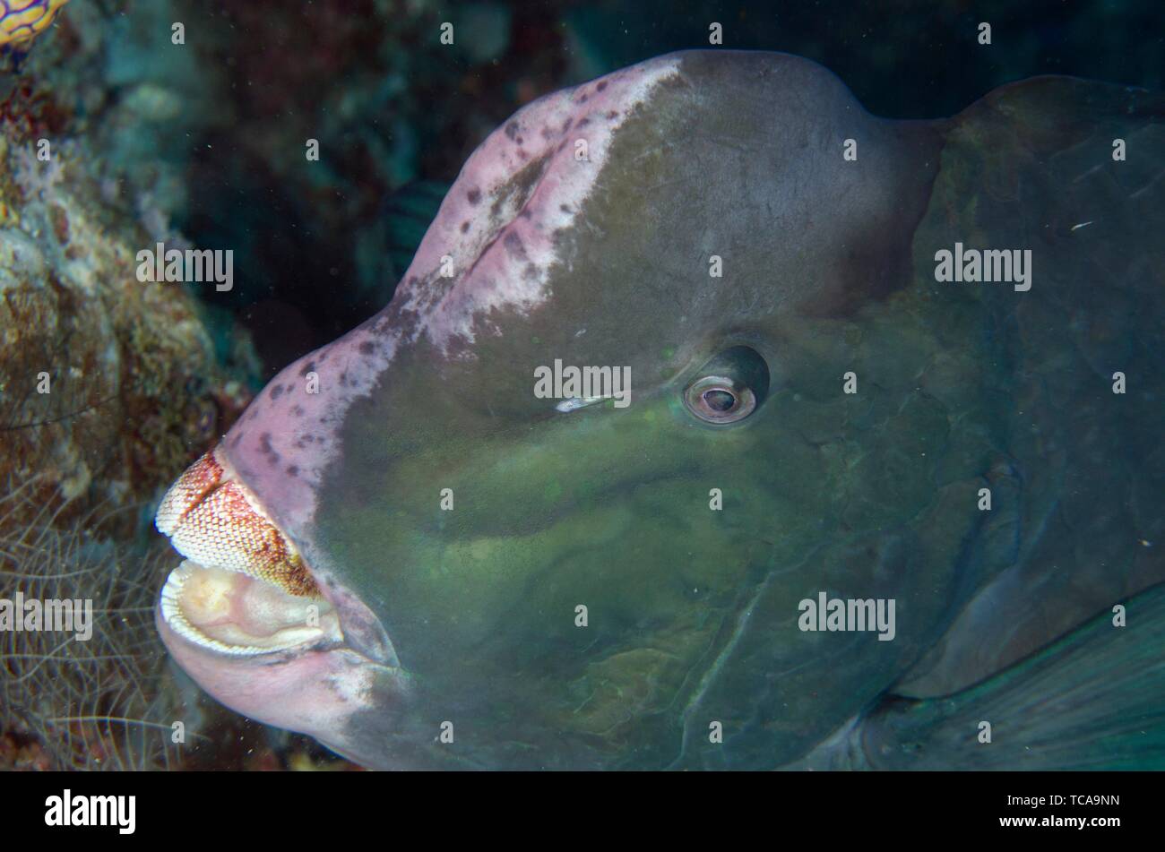 Tooth Rock High Resolution Stock Photography And Images Alamy