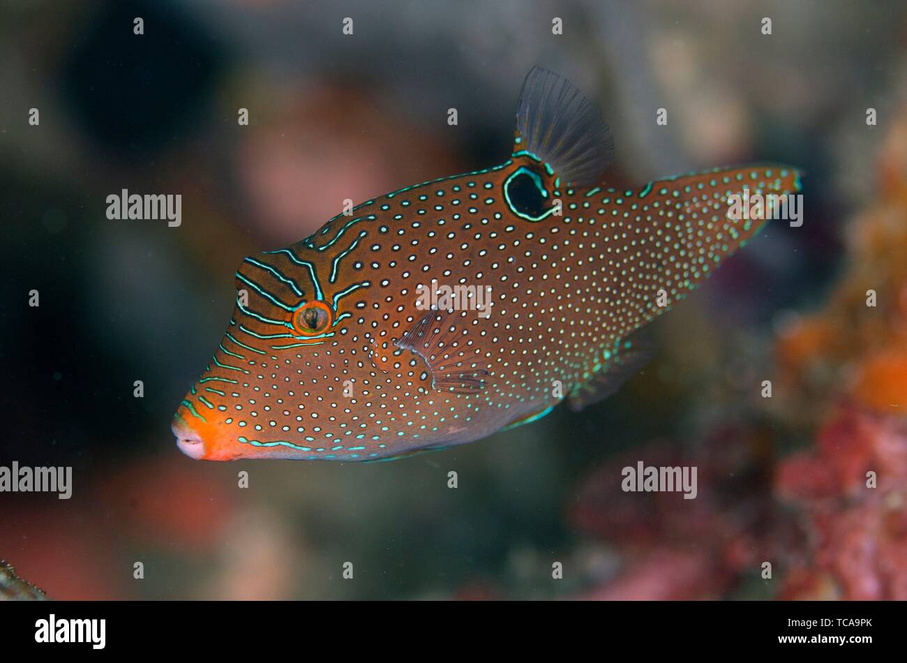 Papuan Toby (Canthigaster papua), Love Potion #9 dive site, Balbulol Island, Misool, Raja Ampat, Indonesia. Stock Photo