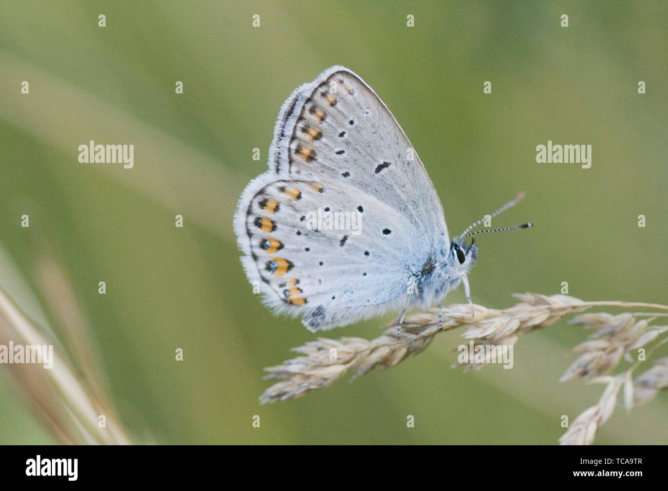 Reverdin's Blue, Plebejus argyrognomon. Startling blue butterfly with blue eyespots iver the orange uncials on the hindwing. Wings flash from cobalt Stock Photo