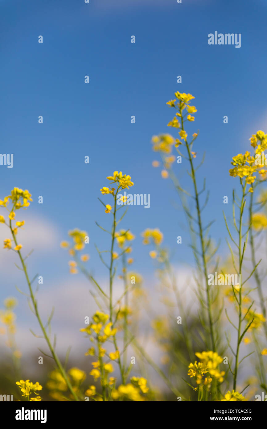 Rapeseed oil field china hi-res stock photography and images - Alamy