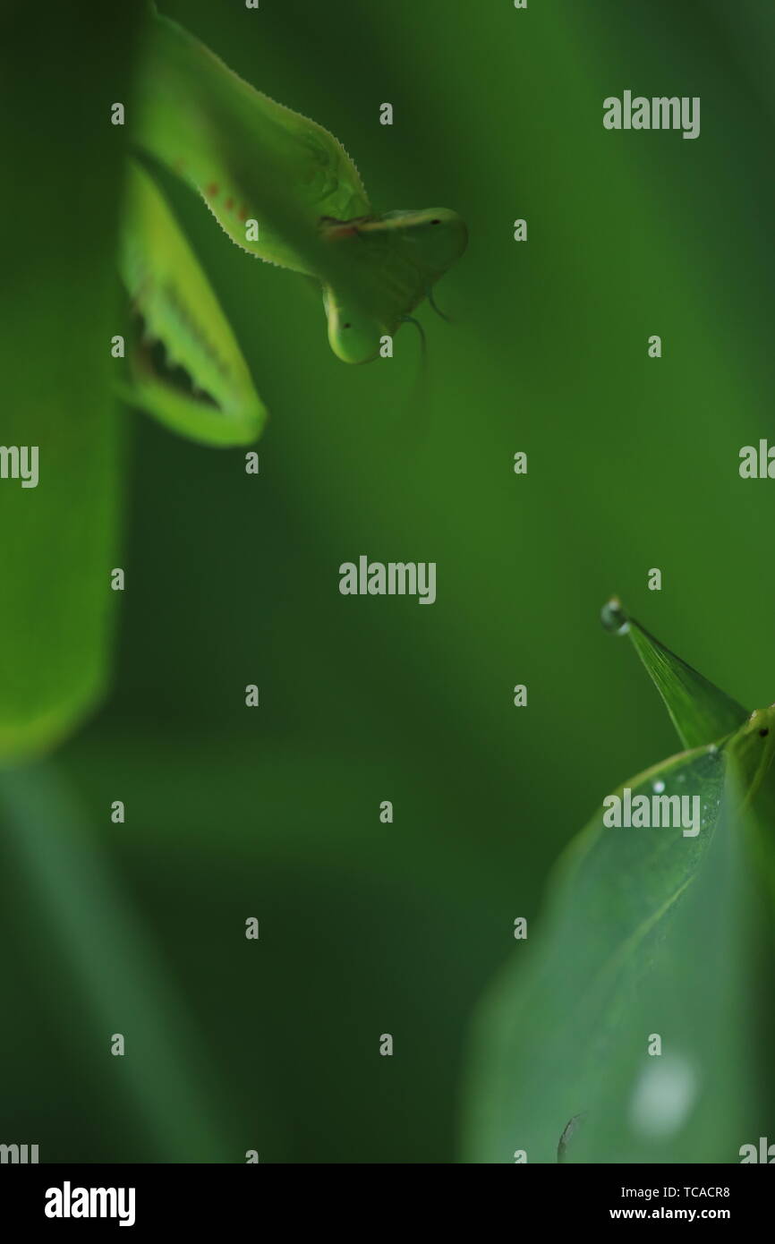 Original diagram straight out of natural ecology hi-res stock ...