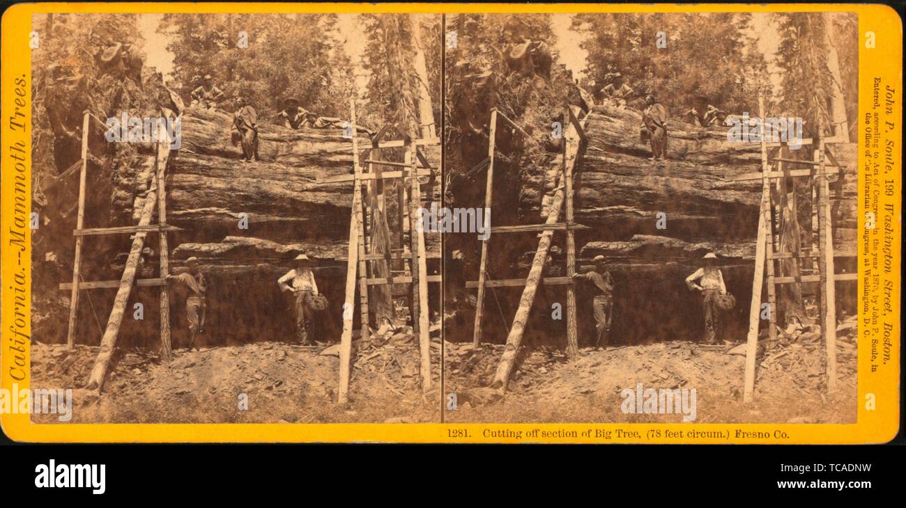 Cutting off section of big tree, (78 feet circum.) Fresno Co