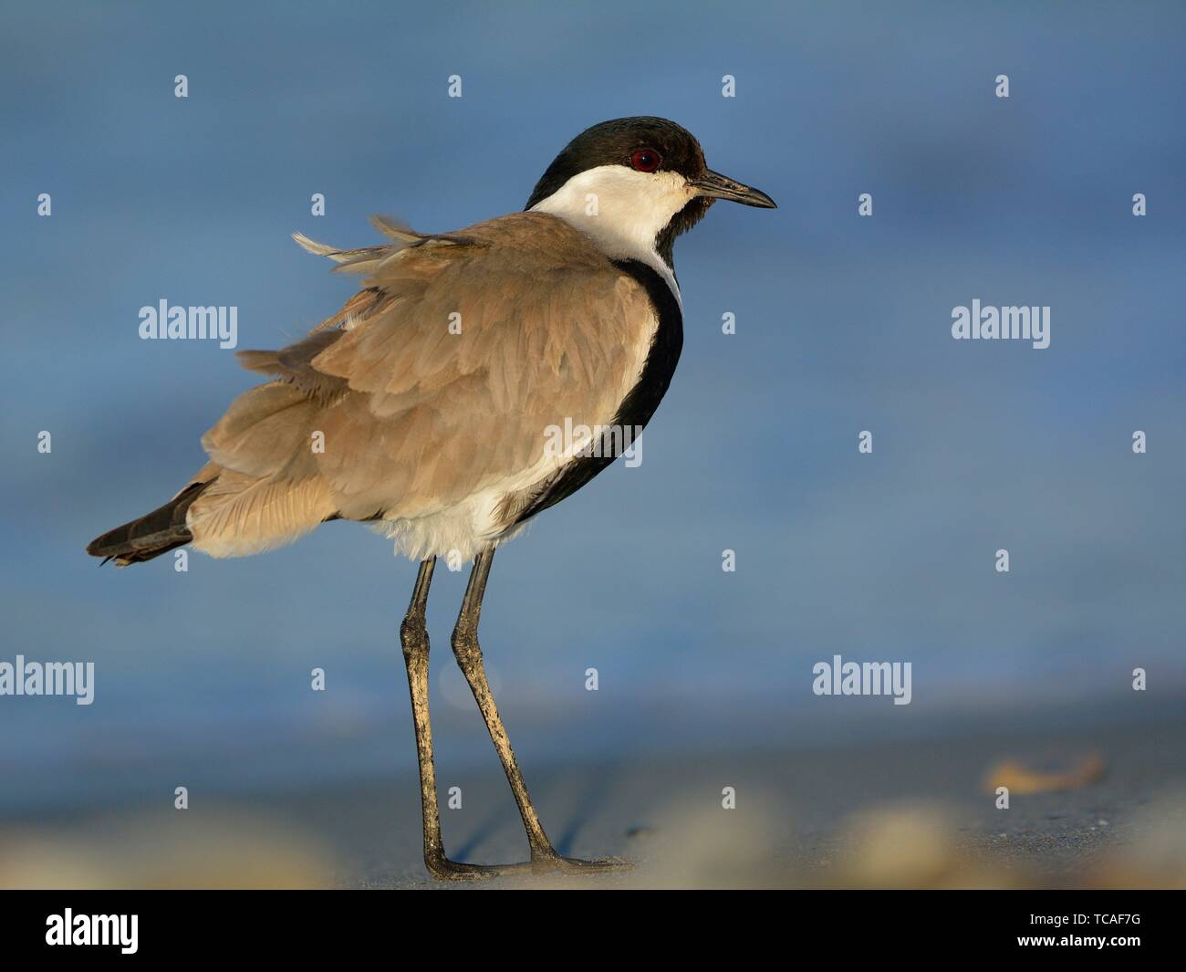 Spurwinged Lapwing or Spurwinged Plover Vanellus spinosus, Crete