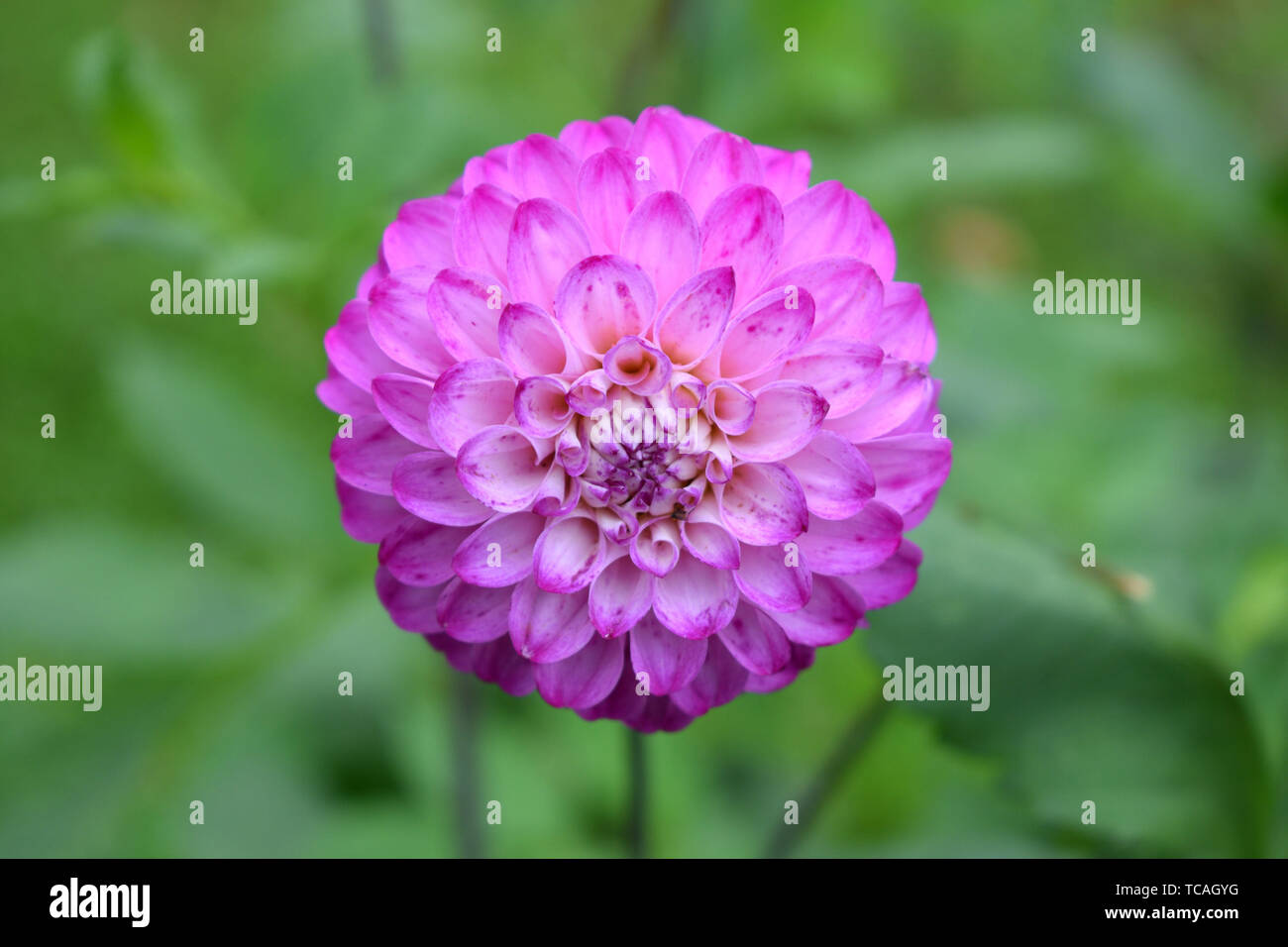 Mauve Dahlia Hi res Stock Photography And Images Alamy mauve-dahlia-hi-res-stock-photography-and-images-alamy